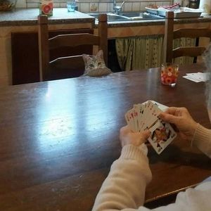 Meet your Posher, Sammy